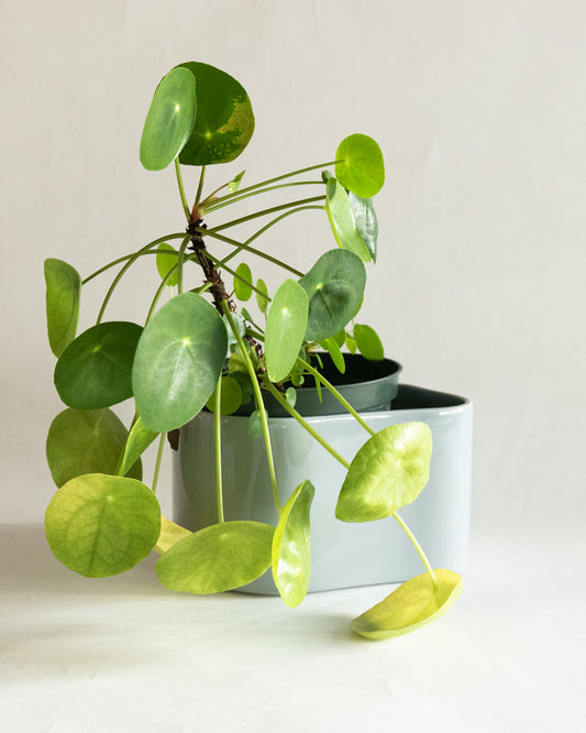 Artek Aalto Planter Shape A